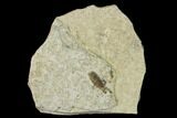 Fossil March Fly (Plecia) - Green River Formation #135889-1